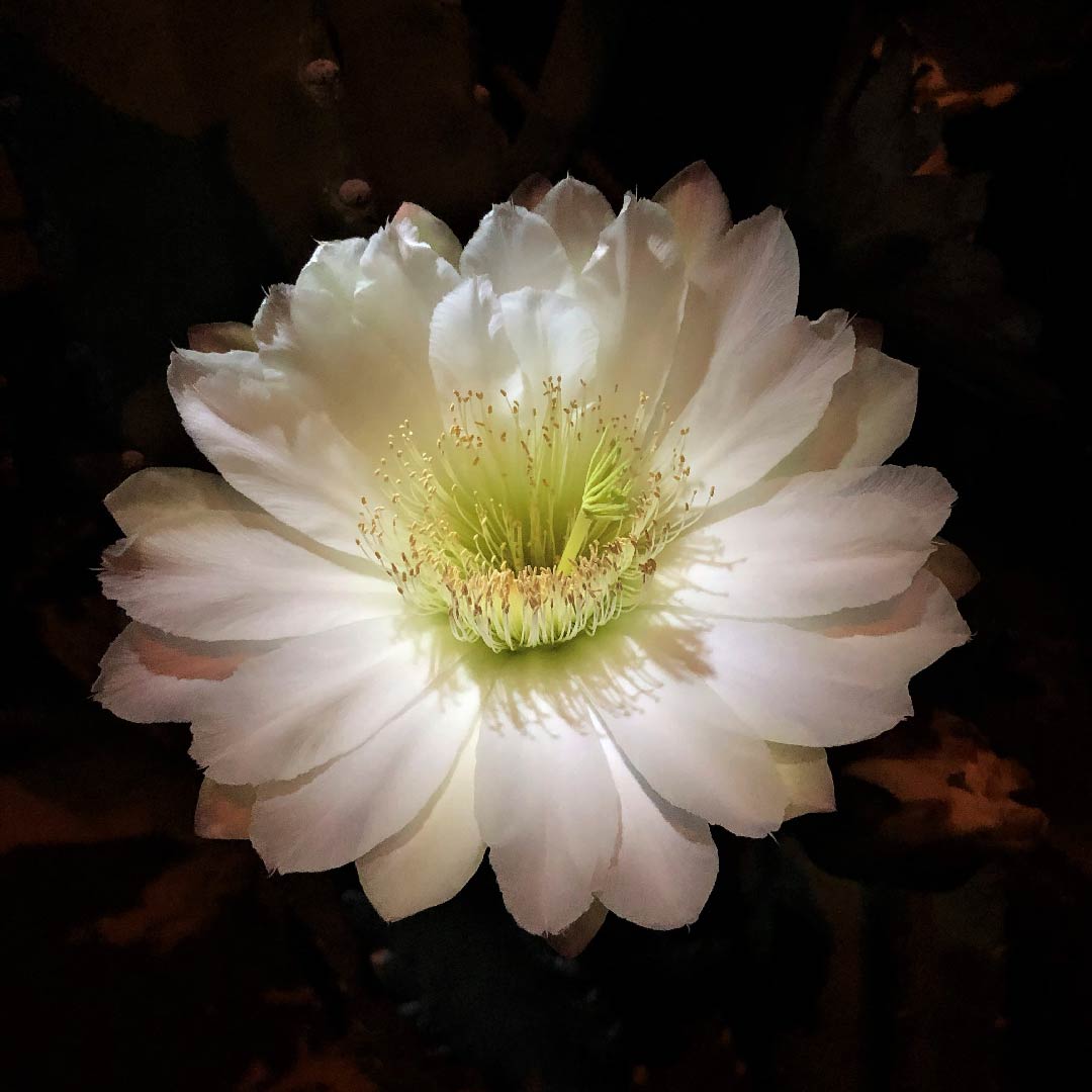 night photography white flower